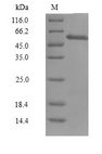 CCNA1 / Cyclin A1 Protein - (Tris-Glycine gel) Discontinuous SDS-PAGE (reduced) with 5% enrichment gel and 15% separation gel.