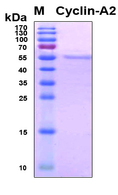 CCNA2 / Cyclin A2 Protein - SDS-PAGE under reducing conditions and visualized by Coomassie blue staining
