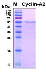 CCNA2 / Cyclin A2 Protein - SDS-PAGE under reducing conditions and visualized by Coomassie blue staining