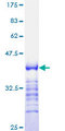 CCNA2 / Cyclin A2 Protein - 12.5% SDS-PAGE Stained with Coomassie Blue.