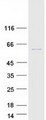 CCNA2 / Cyclin A2 Protein - Purified recombinant protein CCNA2 was analyzed by SDS-PAGE gel and Coomassie Blue Staining