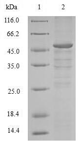 CCNB1 / Cyclin B1 Protein - (Tris-Glycine gel) Discontinuous SDS-PAGE (reduced) with 5% enrichment gel and 15% separation gel.