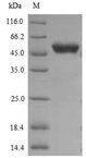 CCNB1 / Cyclin B1 Protein - (Tris-Glycine gel) Discontinuous SDS-PAGE (reduced) with 5% enrichment gel and 15% separation gel.