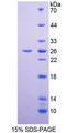 CCNB1 / Cyclin B1 Protein - Recombinant  Cyclin B By SDS-PAGE