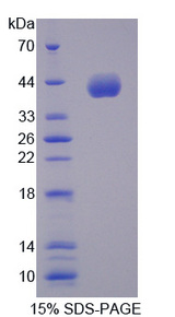 CCNB2 / Cyclin B2 Protein - Recombinant Cyclin B2 By SDS-PAGE