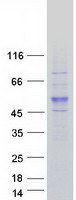 CCNB2 / Cyclin B2 Protein - Purified recombinant protein CCNB2 was analyzed by SDS-PAGE gel and Coomassie Blue Staining
