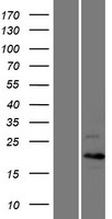 CCNC / Cyclin C Protein - Western validation with an anti-DDK antibody * L: Control HEK293 lysate R: Over-expression lysate