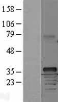 CCND1 / Cyclin D1 Protein - Western validation with an anti-DDK antibody * L: Control HEK293 lysate R: Over-expression lysate