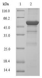 CCND2 / Cyclin D2 Protein - (Tris-Glycine gel) Discontinuous SDS-PAGE (reduced) with 5% enrichment gel and 15% separation gel.