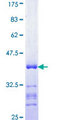 CCND2 / Cyclin D2 Protein - 12.5% SDS-PAGE Stained with Coomassie Blue.