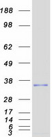 CCND2 / Cyclin D2 Protein - Purified recombinant protein CCND2 was analyzed by SDS-PAGE gel and Coomassie Blue Staining
