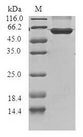 CCND3 / Cyclin D3 Protein - (Tris-Glycine gel) Discontinuous SDS-PAGE (reduced) with 5% enrichment gel and 15% separation gel.