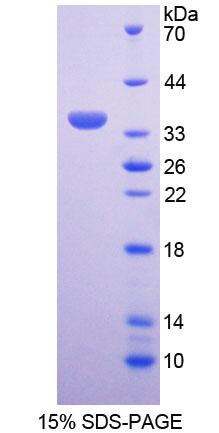 CCND3 / Cyclin D3 Protein - Recombinant Cyclin D3 By SDS-PAGE