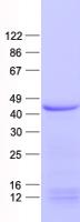 CCNDBP1 / GCIP Protein