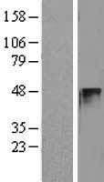 CCNE2 / Cyclin E2 Protein - Western validation with an anti-DDK antibody * L: Control HEK293 lysate R: Over-expression lysate