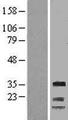 CCNG1 / Cyclin G1 Protein - Western validation with an anti-DDK antibody * L: Control HEK293 lysate R: Over-expression lysate