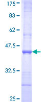 CCNG1 / Cyclin G1 Protein - 12.5% SDS-PAGE Stained with Coomassie Blue.