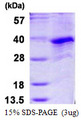 CCNG1 / Cyclin G1 Protein