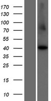CCNI2 Protein - Western validation with an anti-DDK antibody * L: Control HEK293 lysate R: Over-expression lysate