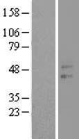 CCNJL Protein - Western validation with an anti-DDK antibody * L: Control HEK293 lysate R: Over-expression lysate