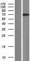 CCNK Protein - Western validation with an anti-DDK antibody * L: Control HEK293 lysate R: Over-expression lysate