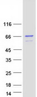 CCNK Protein - Purified recombinant protein CCNK was analyzed by SDS-PAGE gel and Coomassie Blue Staining