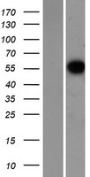 CCNL1 / Cyclin L1 Protein - Western validation with an anti-DDK antibody * L: Control HEK293 lysate R: Over-expression lysate