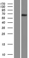 CCNL2 / Cyclin L2 Protein - Western validation with an anti-DDK antibody * L: Control HEK293 lysate R: Over-expression lysate