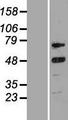 CCNT2 / Cyclin T2 Protein - Western validation with an anti-DDK antibody * L: Control HEK293 lysate R: Over-expression lysate