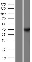 CCNY / Cyclin Y Protein - Western validation with an anti-DDK antibody * L: Control HEK293 lysate R: Over-expression lysate
