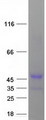 CCNY / Cyclin Y Protein - Purified recombinant protein CCNY was analyzed by SDS-PAGE gel and Coomassie Blue Staining