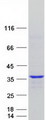CCNY / Cyclin Y Protein - Purified recombinant protein CCNY was analyzed by SDS-PAGE gel and Coomassie Blue Staining