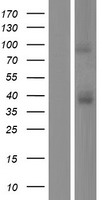 CCR3 Protein - Western validation with an anti-DDK antibody * L: Control HEK293 lysate R: Over-expression lysate