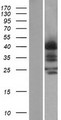 CCR4 Protein - Western validation with an anti-DDK antibody * L: Control HEK293 lysate R: Over-expression lysate
