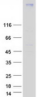 CCR7 Protein - Purified recombinant protein CCR7 was analyzed by SDS-PAGE gel and Coomassie Blue Staining
