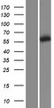 CCT5 / TCP1 Epsilon Protein - Western validation with an anti-DDK antibody * L: Control HEK293 lysate R: Over-expression lysate