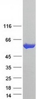 CCT5 / TCP1 Epsilon Protein - Purified recombinant protein CCT5 was analyzed by SDS-PAGE gel and Coomassie Blue Staining