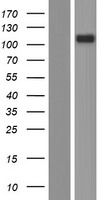 CD101 Protein - Western validation with an anti-DDK antibody * L: Control HEK293 lysate R: Over-expression lysate