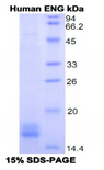 CD105 Protein - Recombinant Endoglin (ENG) by WB