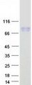 CD105 Protein - Purified recombinant protein ENG was analyzed by SDS-PAGE gel and Coomassie Blue Staining