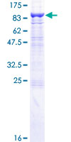 CD110 / MPL Protein - 12.5% SDS-PAGE of human MPL stained with Coomassie Blue
