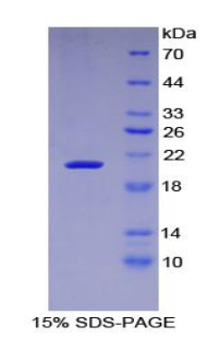 CD118 / LIF Receptor Alpha Protein - Recombinant Leukemia Inhibitory Factor Receptor By SDS-PAGE