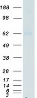 CD119 / IFNGR1 Protein - Purified recombinant protein IFNGR1 was analyzed by SDS-PAGE gel and Coomassie Blue Staining