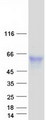 CD121b / IL1R2 Protein - Purified recombinant protein IL1R2 was analyzed by SDS-PAGE gel and Coomassie Blue Staining