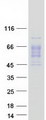 CD121b / IL1R2 Protein - Purified recombinant protein IL1R2 was analyzed by SDS-PAGE gel and Coomassie Blue Staining