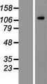CD135 / FLT3 Protein - Western validation with an anti-DDK antibody * L: Control HEK293 lysate R: Over-expression lysate