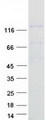 CD135 / FLT3 Protein - Purified recombinant protein FLT3 was analyzed by SDS-PAGE gel and Coomassie Blue Staining