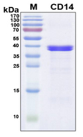 CD14 Protein - SDS-PAGE under reducing conditions and visualized by Coomassie blue staining