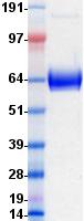 CD14 Protein