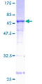 CD14 Protein - 12.5% SDS-PAGE of human CD14 stained with Coomassie Blue